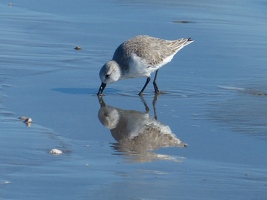 Ruddy Turnstone